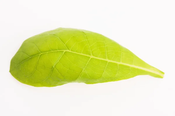 Feuille de tabac verte isolée sur fond blanc — Photo