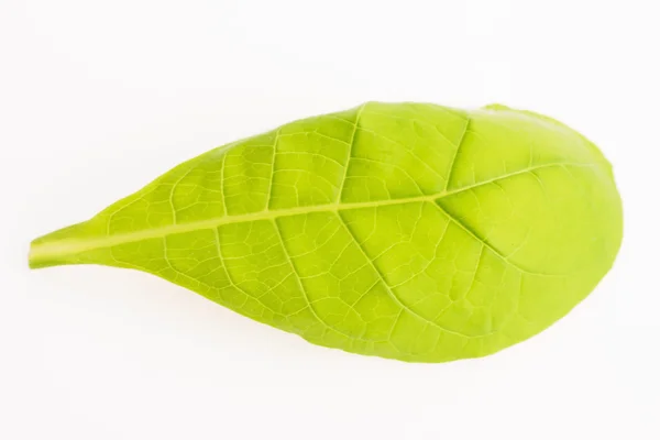 Green tobacco leaf isolated on the white background — Stock Photo, Image