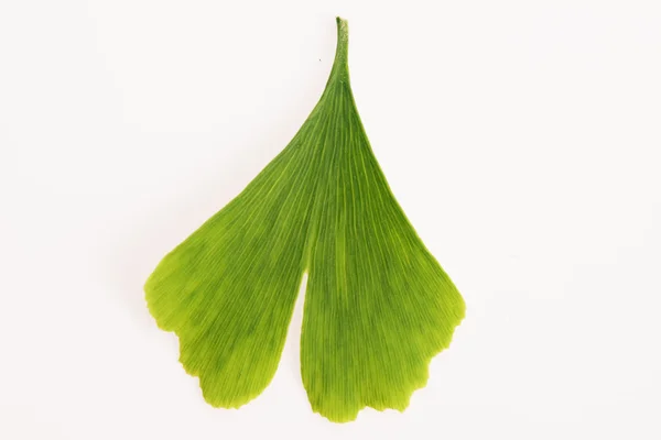 Ginkgo biloba leaves — Stock Photo, Image