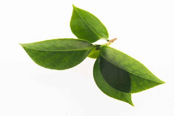 Hoja de té verde aislada sobre fondo blanco — Foto de Stock