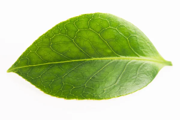 Feuille de thé vert isolé sur fond blanc — Photo