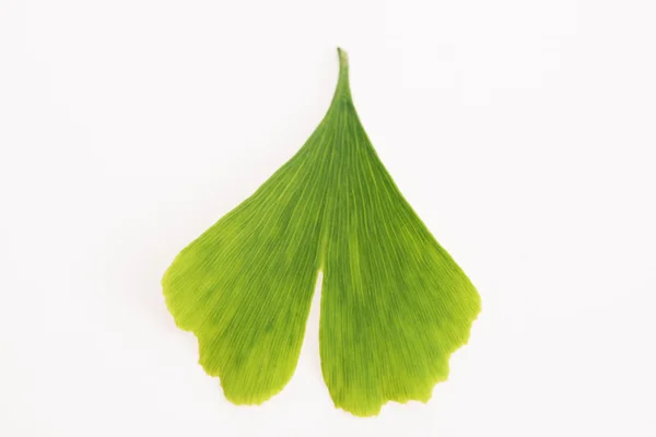 Folhas de ginkgo biloba — Fotografia de Stock