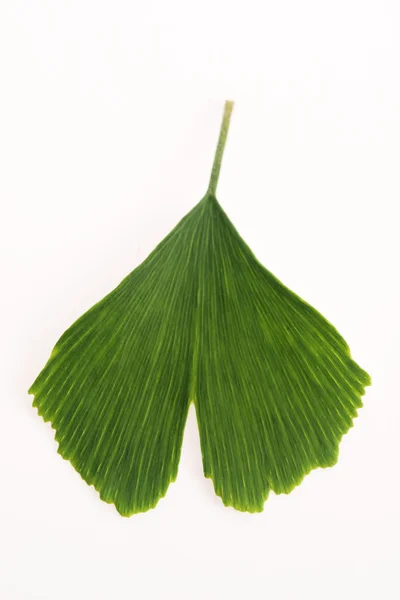 Ginkgo biloba hojas — Foto de Stock