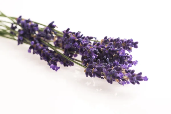 Flor de lavanda em branco — Fotografia de Stock