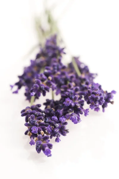 Lavendel bloem op wit — Stockfoto