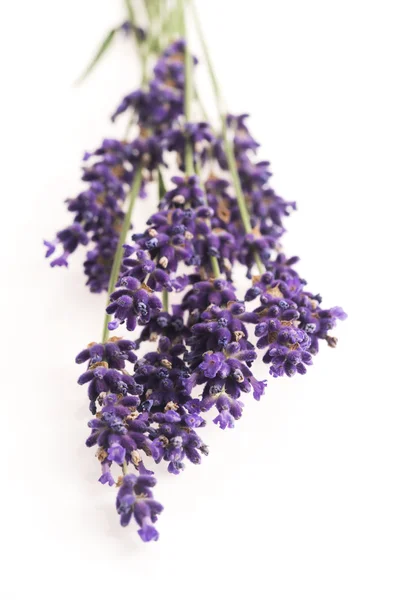Lavender flower on white — Stock Photo, Image