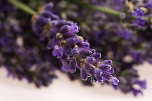 Flor de lavanda em branco — Fotografia de Stock