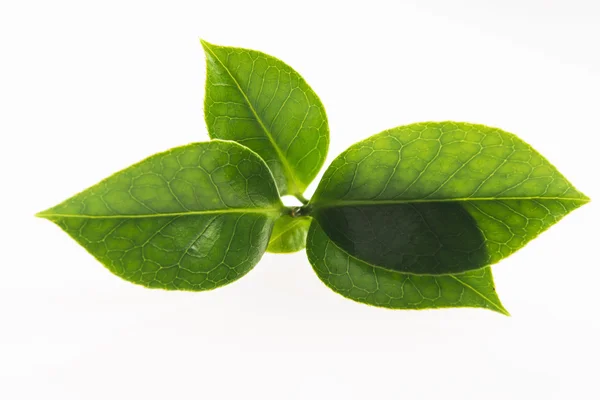 Hoja de té verde aislada sobre fondo blanco —  Fotos de Stock