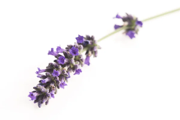 Flor de lavanda em branco — Fotografia de Stock