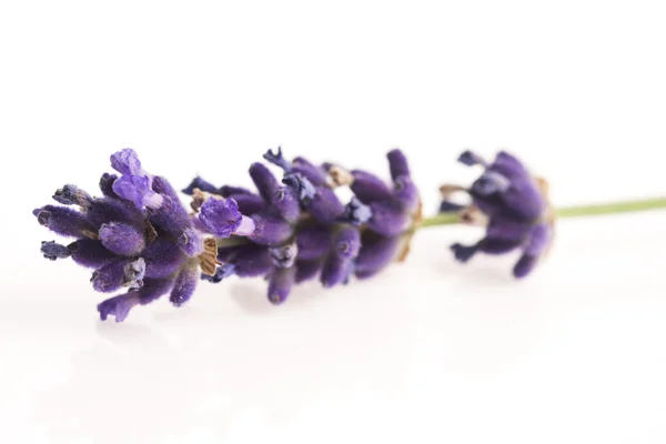 Flor de lavanda en blanco —  Fotos de Stock