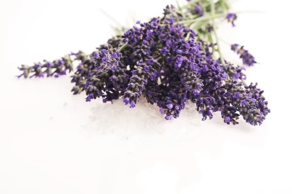 Flor de lavanda en blanco —  Fotos de Stock