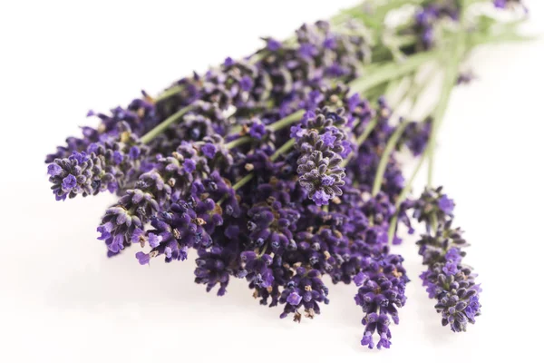 Flor de lavanda em branco — Fotografia de Stock