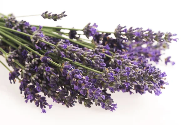 Flor de lavanda em branco — Fotografia de Stock