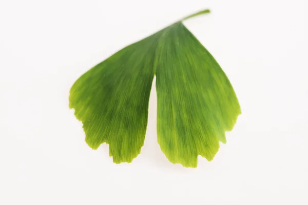 Ginkgo biloba leaves — Stock Photo, Image