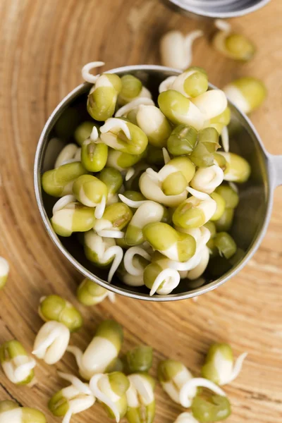 Bönor av groddar — Stockfoto