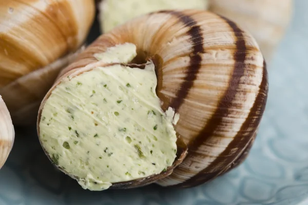 Close up de Escargots com manteiga de alho — Fotografia de Stock