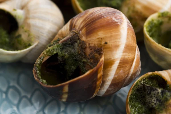 Close up de Escargots com manteiga de alho — Fotografia de Stock