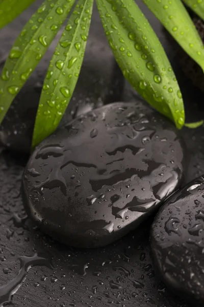 Groene blad op spa steen op natte zwart oppervlak — Stockfoto