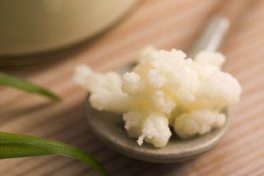 Organik probiyotik süt kefir taneleri