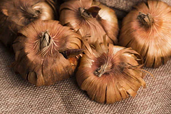 Gladiola bulbs ready to plant in the spring garden — Stock Photo, Image