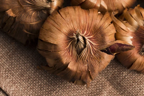 Kész a tavaszi kerti növény Gladiola izzók — Stock Fotó