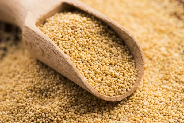 Beyaz haşhaş tohumu