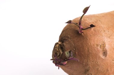 Fideler, beyaz arka plan ile tatlı patates