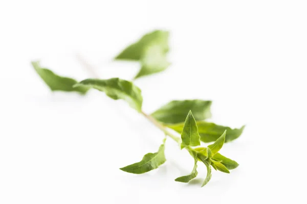 Folha de Goji isolada no fundo branco — Fotografia de Stock