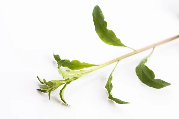 흰색 배경에 고립 된 구 기 잎 — 스톡 사진