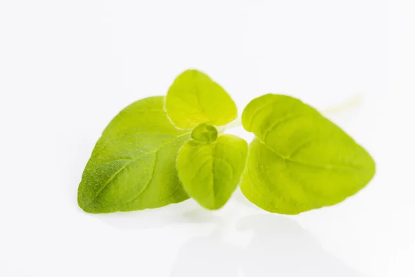 Twig of oregano on a white background — Stock Photo, Image