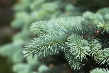 Blue spruce branches on a green background clipart