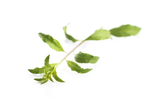 Goji leaf isolerad på vit bakgrund — Stockfoto