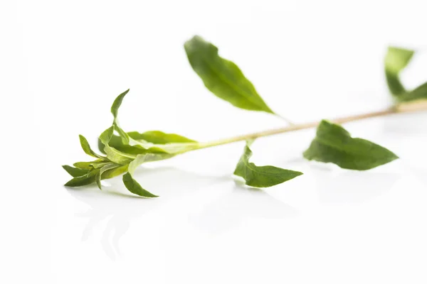 Goji leaf isolated on white background — Stock Photo, Image