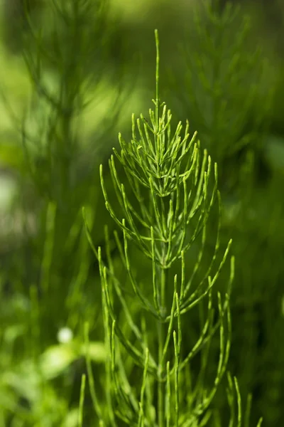 Horsetail (Equisetum) healing plant — Stock Photo, Image