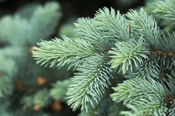 Blue spruce branches on a green background — Stock Photo, Image