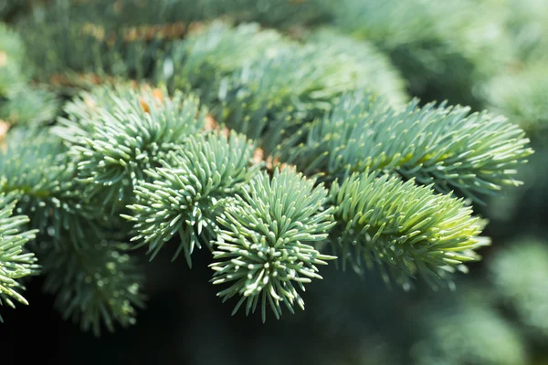 Blå gran grenar på en grön bakgrund — Stockfoto
