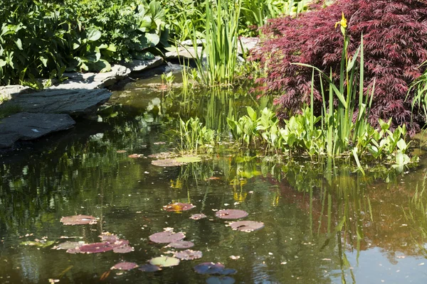 Estanque decorativo en un jardín — Foto de Stock