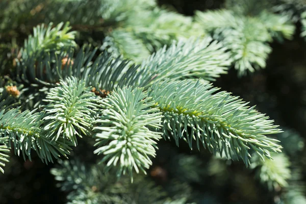 Blauwe sparren takken op een groene achtergrond — Stockfoto