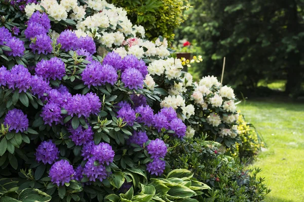 Zwei blühende Rhododendron — Stockfoto