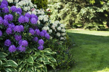 İki çiçek açan ormangülü