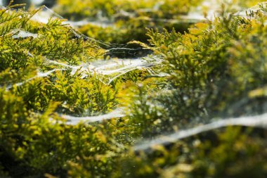 Sabah örümcek ağı