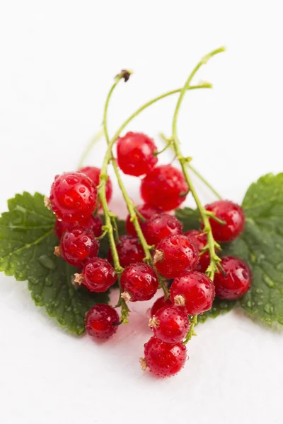 Red Currant close up — Stock Photo, Image