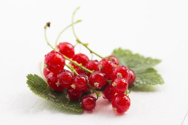 Red Currant close up — Stock Photo, Image