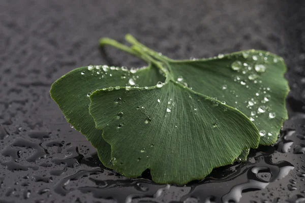 Листья гинкго билоба — стоковое фото