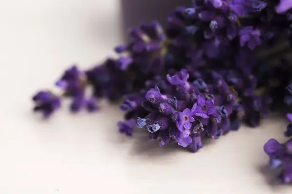 Monte de flores de lavanda — Fotografia de Stock