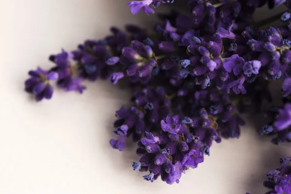 Bund Lavendelblüten — Stockfoto