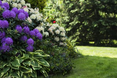 İki çiçek açan ormangülü