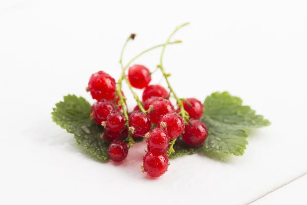 Red Currant close up — Stock Photo, Image