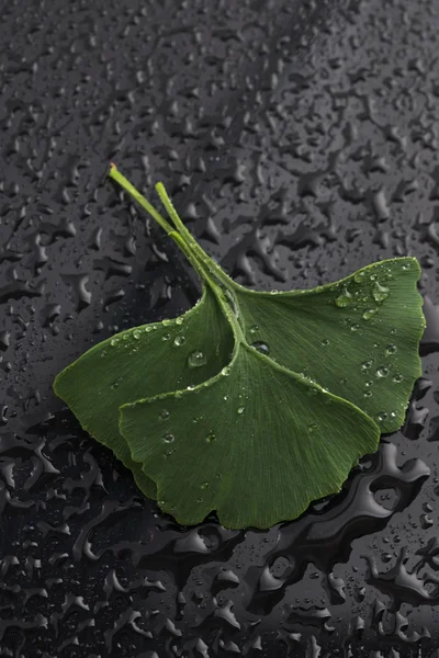 Ginkgo biloba yaprakları — Stok fotoğraf