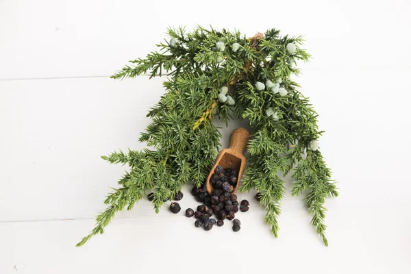 Juniper plant met bessen — Stockfoto